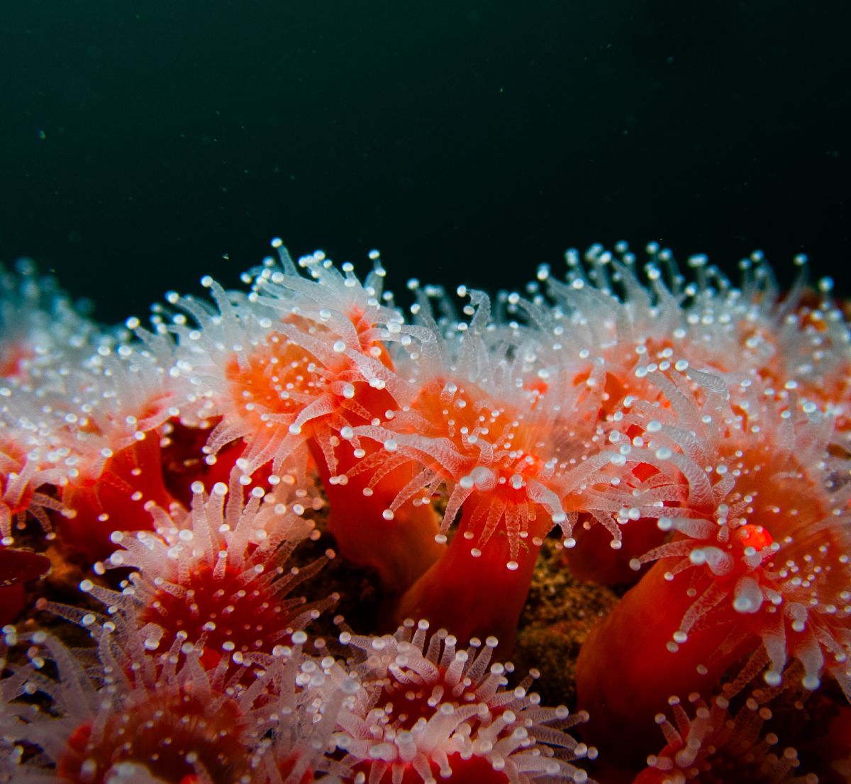 A cluster of strawberry anemones (Corynactis californica) on a Monterey reef, their red columns tipped with translucent white-knobbed tentacles